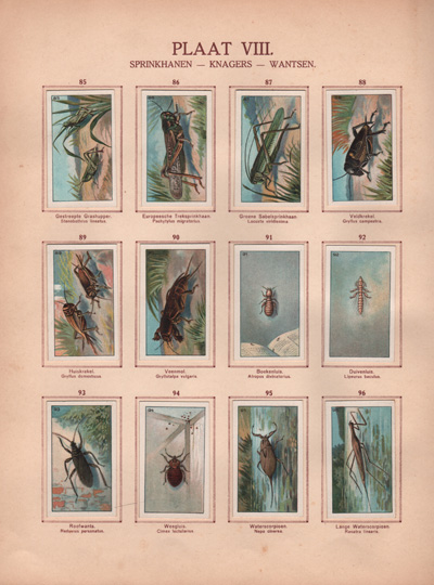 Plakplaatjesboek : Nederlandsche insecten. 4