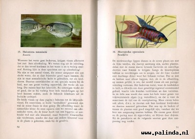 Plakplaatjesboek : Stille pracht in het tropische aquarium. 5